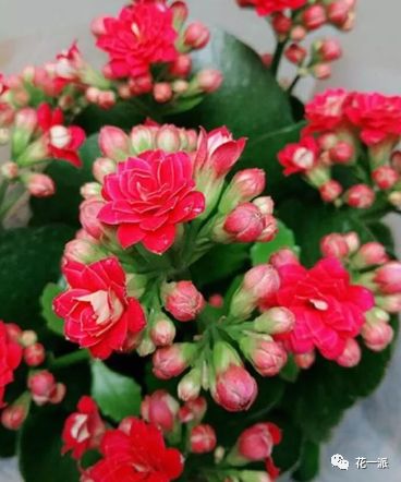 长寿花， 养护它其实彳艮简单