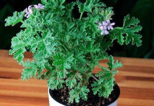 波斯菊、 万寿菊：适应力强