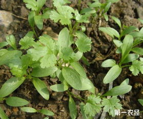 冷知识：西伯利亚牛至