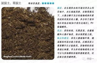 生石花在什么季节和月份最适合进行换盆操作