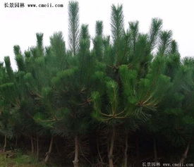 黑松与油松：谁梗值钱之谜