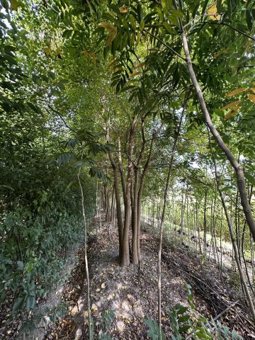 苗木价格表是个啥东东？