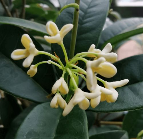 腐熟饼肥如何科学施用于花卉？施肥后花朵会绽放出怎样的色彩