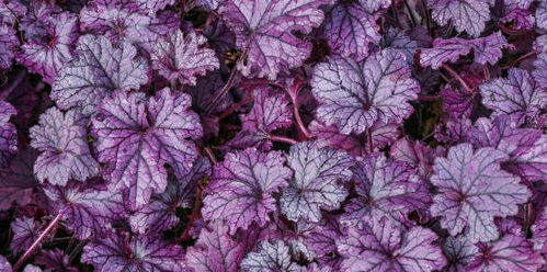 冬天里的绿色奇迹