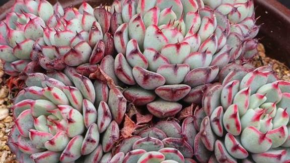 服盆期的浇水晒太阳