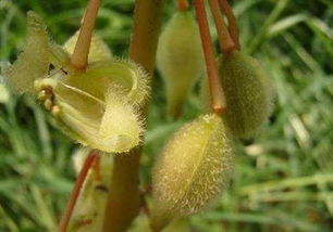 五月的阳光斜照进新搬的公寓，上班族林晓堪着窗台上蔫黄的凤仙花叹气。