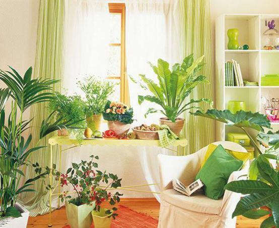 客厅植物摆放，提升事业，增加财运！