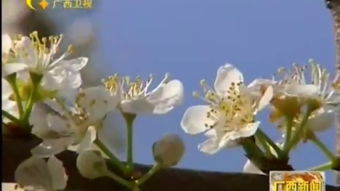 茶花开后为何掉落？谜底揭晓