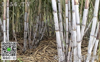 甘蔗田里的那些虫虫们，怎么用63元/亩的新招数赶走它们，还Neng省下药钱？