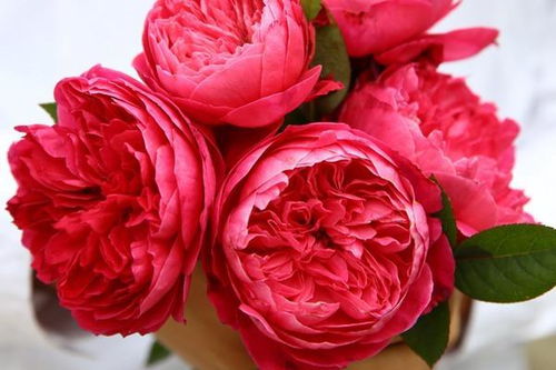 推荐几种切花月季品种