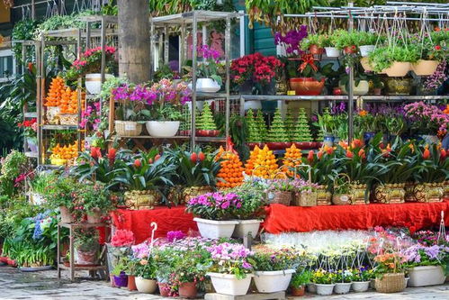 叶子长出彩虹花纹，千万别买，养不活还浪费钱！