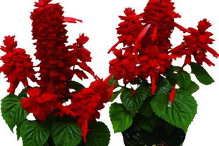 一串红：热烈的火焰