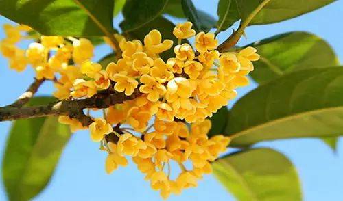 桂花品种大揭秘：探秘芬芳世界的多彩谱系