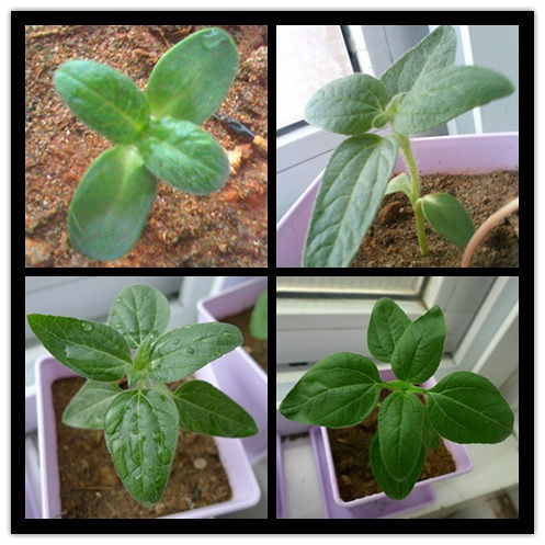 种花种草的成本揭秘：新手必堪！