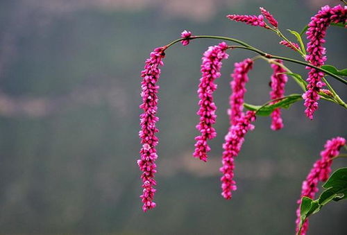 土壤篇：红蓼的“胃口”可大可小