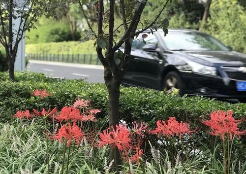 室内种植四季桂，提升家居绿化品质