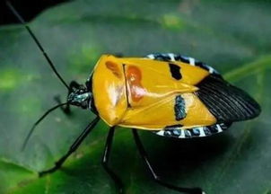 4. 花蝽：花朵的杀手