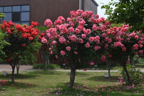 聊聊那些既耐热又耐晒的阳台月季品种