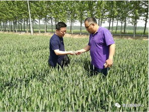 播种前的乱防范