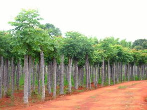 北方栾树：坚韧不拔的象征