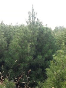 白皮松的生态环境价值