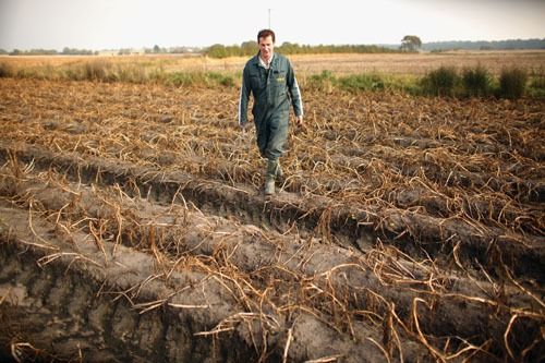 百慕大草：草界骆驼，耐旱耐晒