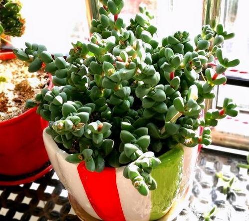 我的花园里有个小秘密