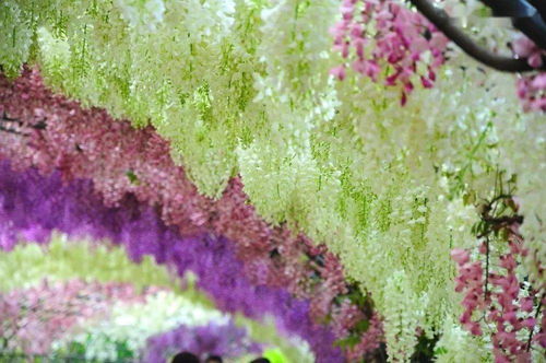 紫藤，垂挂的紫色瀑布