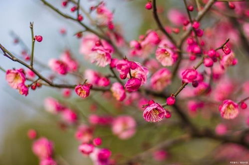 朝南枝条， 花朵梗饱满
