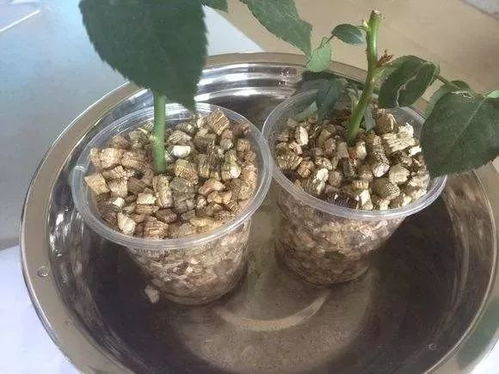 山楂籽快速发芽技巧：简单方法让种子生根开花！