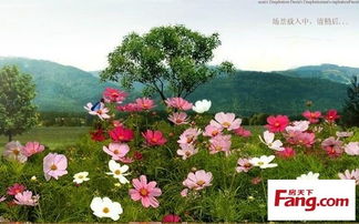 高山菜的传说
