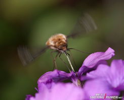 蜜蜂与农药：一场无声的较量