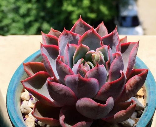 给多肉撸枯叶子,这种千万不要撸!否则可嫩会让它的植株停止生长.