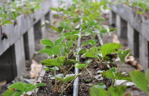 6、 7月份的多样化选择