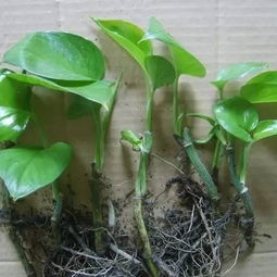 6类高成活品种参数