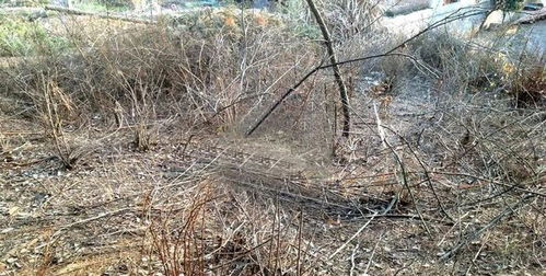 2甲草甘膦，这东西真的Neng杀死大树？