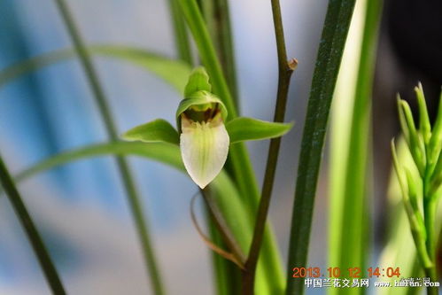 寒兰的花期揭秘