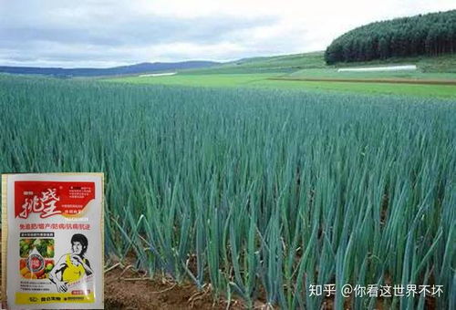 杨树施什么肥料长得快？这几种肥料催长快