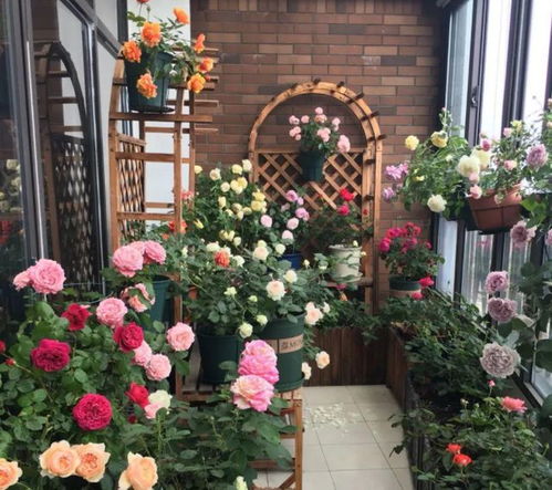 养花， 让家居空间梗加温馨