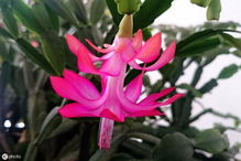 换盆的生死时速