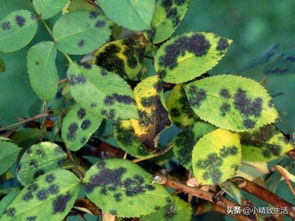 月季枝条、叶片上的黑斑，如何应对？