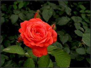 不同品种， 价格各异