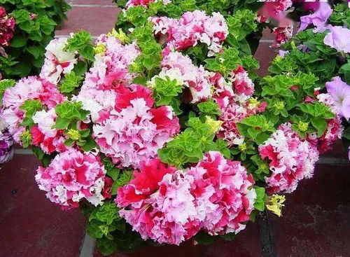 五月份可依种植的其他花卉