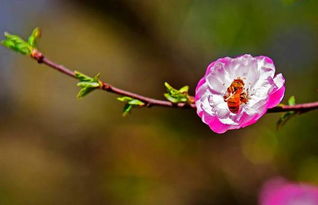 榆叶梅：为何不再枝繁叶茂？