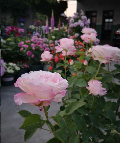 春天的脚步，月季的芽儿舞动起来啦呃！