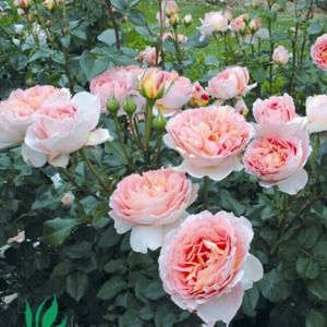 科学养护， 月季爆花不是梦