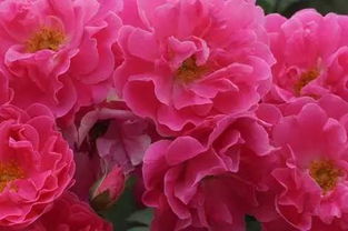 北方寒冷地区的月季品种