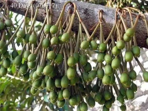豆子生长过程：从种子到嫩芽