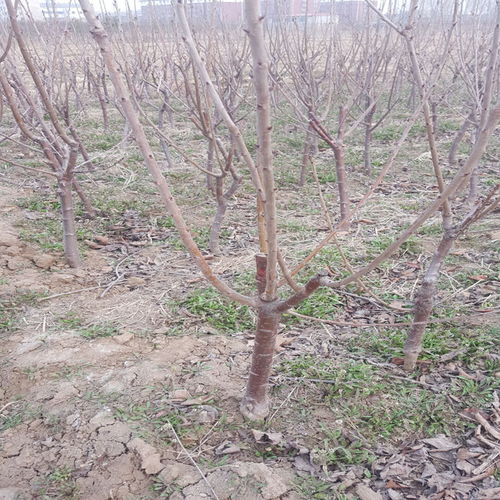 黄杨柱，何方神圣？