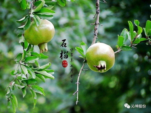 石榴树高产生长时使用哪种药剂能更有效地促进其生长